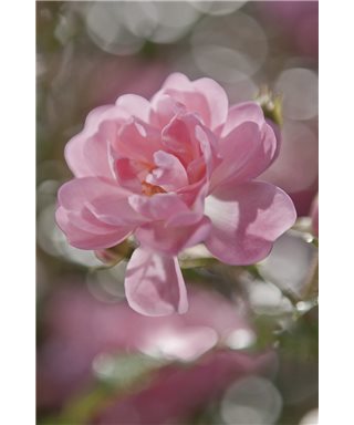 POSTER FOTOMURALE BOUQUET