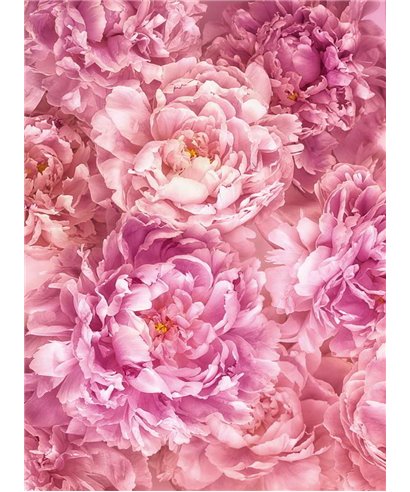 Komar En Ilusiones XXL2-009