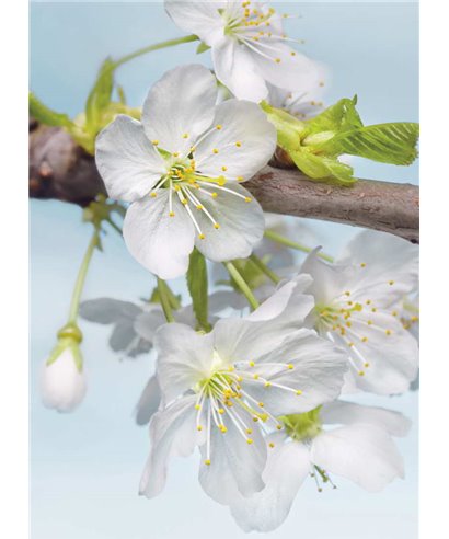 Komar En Ilusiones XXL2-033