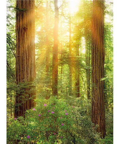 Komar Into Illusions XXL2-044