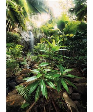 Komar Dans les Illusions XXL2-527