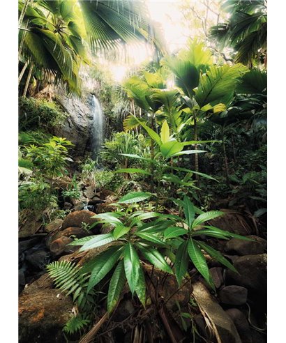 Komar Into Illusions XXL2-527