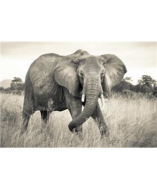 Komar Dans les Illusions XXL4-529