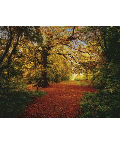 Komar Volumen 15 8-068