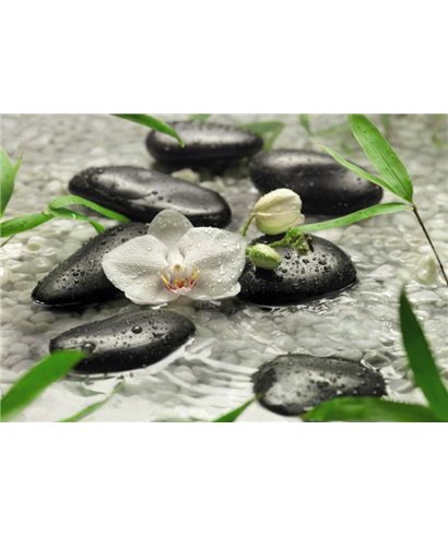 Komar Volume 15 8-319