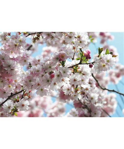 Komar Volumen 15 8-507