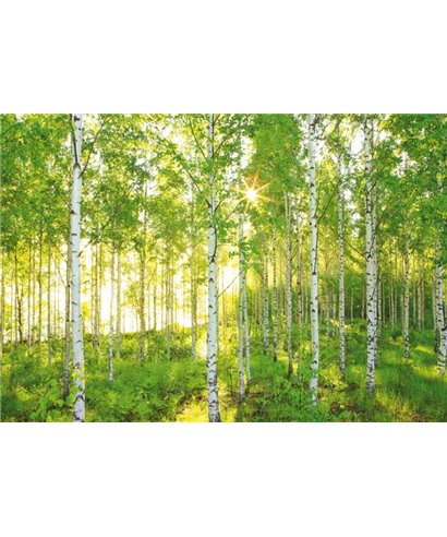 Komar, Volume 15 8-519