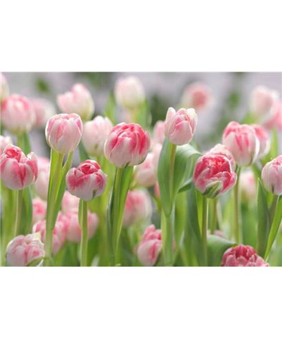 Komar Volumen 15 8-708