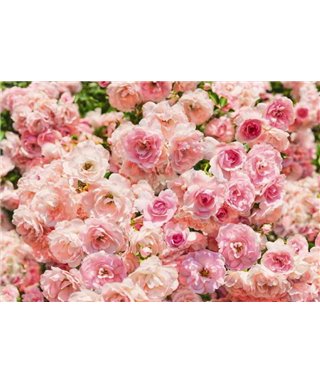 Komar, Volume 15 8-937