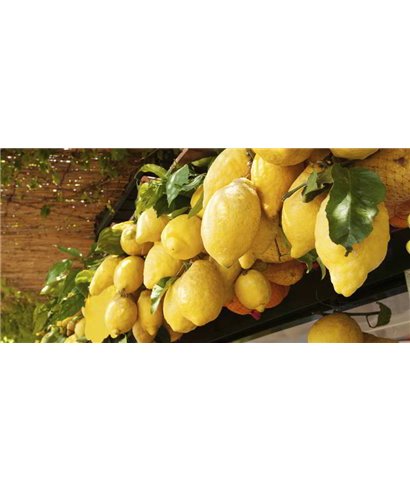 Dreamy One Limoncello