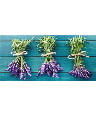 Dreamy One Lavanda