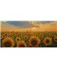 Dreamy One Sunflowers
