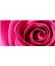 Dreamy One Rosa