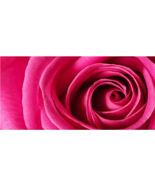Dreamy One Rosa