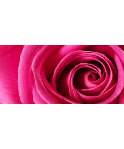 Dreamy One Rosa