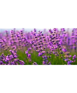 Dreamy One Blooming