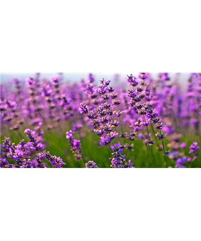 Dreamy One Blooming