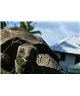 WorldTrip Heureux De La Tortue