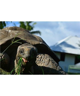 WorldTrip Happy Turtle
