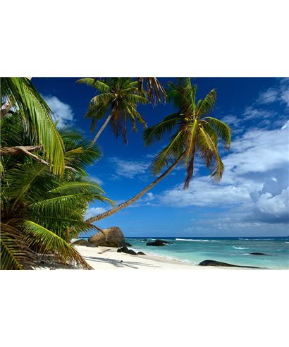 WorldTrip Palmiers Sur La Plage