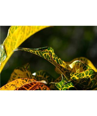 WorldTrip Zebra Leaf