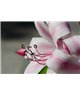 WorldTrip Exotic Lily