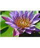 WorldTrip Purple Lily