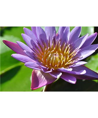 WorldTrip Morado Lirio
