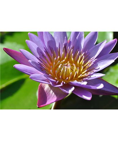 WorldTrip Violet Lily