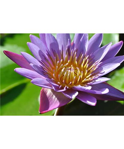 WorldTrip Purple Lily