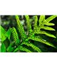 WorldTrip Spotted Leaf