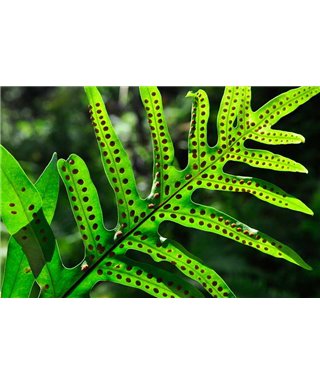 WorldTrip Spotted Leaf