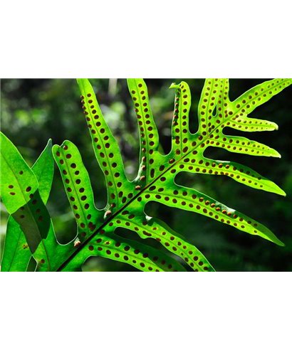 WorldTrip Spotted Leaf