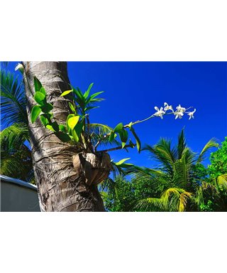 WorldTrip Palm Tree Trunk