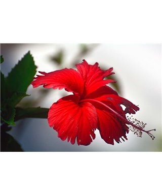 WorldTrip Hibiscus
