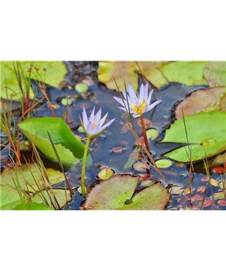 WorldTrip Water Lily