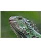 WorldTrip Iguana