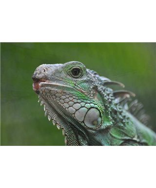 WorldTrip Iguana