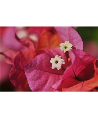 WorldTrip Fleur Rose