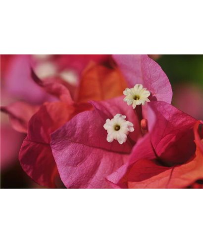 WorldTrip Pink Flower