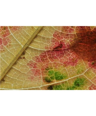 WorldTrip Colorful Leaves