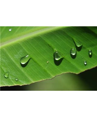 WorldTrip Crying Leaf