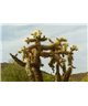 WorldTrip Cactus Couple