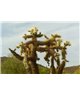 WorldTrip Cactus Pareja