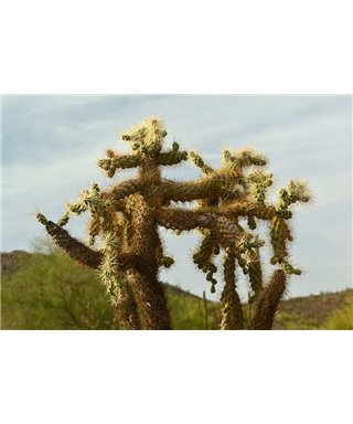 WorldTrip Cactus Couple