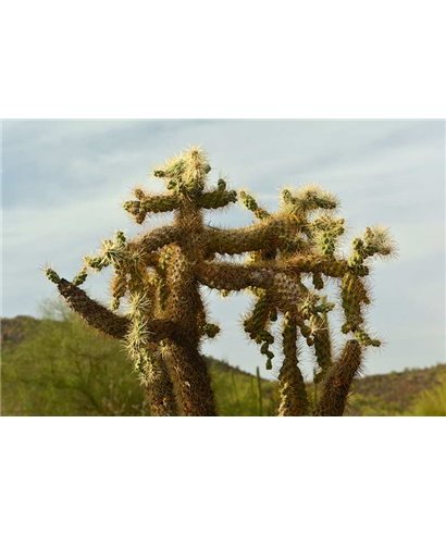 WorldTrip Cactus Couple