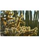 WorldTrip Cactus Mundo