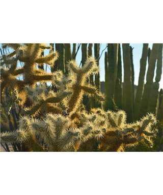 WorldTrip Cactus World