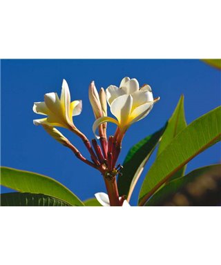 WorldTrip Americana De La Flor