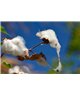 WorldTrip Fleur De Coton
